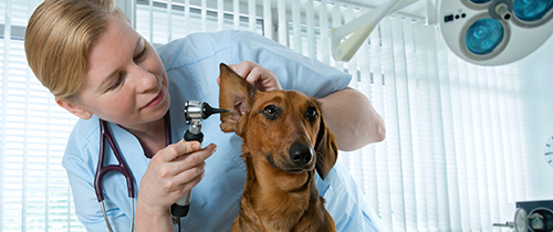 Centro Veterinario Huella's perro siendo revisado